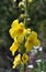 Among the herbs are blooming verbascum