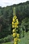 Among the herbs are blooming verbascum