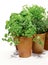 Herbs in clay pots