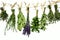 Herbs on clothes line