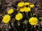 Herbs - coltsfoot flower family