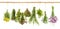 Herbs dill basil rosemary thyme chive oregano marjoram dandelion