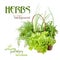 Herbs: dill, parsley, lettuce, onions