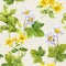 Herbs, flowers: chamomile, hypericum, mint. Herbal repeating pattern. Watercolor