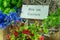 Herbs, flowers and green leaves with a sign in the garden