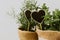 Herbs from garden on burlap pots.