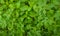 Herbs gardening background, little seedlings plant growing in soil, nature photography, closeup of Fenugreek leaves