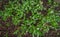 Herbs gardening background, little seedlings plant growing in soil, nature photography, Fenugreek leaves