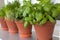 Herbs growing on window-sill