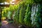 herbs hanging in rows with blurred background