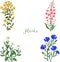 Herbs, Hypericum, Angustifolium, chamomile, cornflowers, illustration