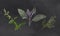 Herbs Illustrated with Chalk on Blackboard