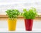 Herbs on kitchen window