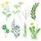 Herbs medicinal plants and weeds