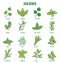 Herbs plant leaves set for culinary spices and seasoning outline concept