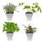 Herbs in Pots