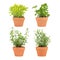 Herbs In Pots