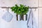 Herbs in pots on kitchen hanger, concrete wall