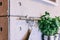 Herbs in pots on kitchen hanger, concrete wall