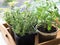 Herbs in pots in wood tray growing on a windowsill. Thyme, mint, sage and oregano in pots on windowsill.