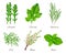 Herbs realistic. Green food species aromatic product ingredients parsley rosemary sage onion vector collection