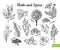 Herbs and Spices. Hand drawn vector illustration set. Engraved style flavor and condiment drawing. Botanical vintage