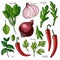 Herbs. Spices. Italian herb drawn black lines on a white background. Vector illustration. Basil, chilli, onion, parsley