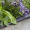 Herbs Still Life