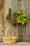 Herbs and sunflowers drying on a barn wall.