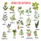 Herbs to fight arthritis boswellia, willow, celery, ginger, arnica, wintergreen, andelica, alfalfa, hop, licorice