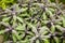 Herbs used in the kitchen: Sage Salvia officinalis Purpurascens