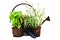 Herbs with watering can and trowel