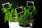 Herbs in white pot on black background. Basil, thyme and mint.