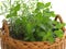 Herbs in wicker basket