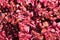 Herbsts bloodleaf or Iresine herbstii herbaceous perennial plants