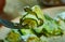 Herby Couscous Stuffed zucchinit Rolls