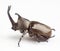 Hercules Beetle