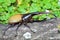 Hercules beetle