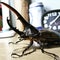 Hercules beetle fourteen cm long