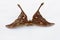 Hercules Moth ,Coscinocera hercules
