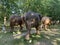 A herd of 100 elephant sculptures have taken up space in Londonâ€™s Royal Parks