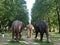 A herd of 100 elephant sculptures have taken up space in Londonâ€™s Royal Parks