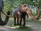 A herd of 100 elephant sculptures have taken up space in Londonâ€™s Royal Parks