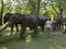 A herd of 100 elephant sculptures have taken up space in Londonâ€™s Royal Parks