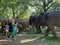 A herd of 100 elephant sculptures have taken up space in Londonâ€™s Royal Parks