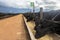 Herd of Aberdeen Angus animals in a feeder area of a beef cattle farm