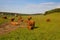 The herd of aberdeen angus on spring meadow