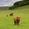 The herd of aberdeen angus on spring meadow