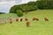 The herd of aberdeen angus on spring meadow