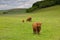 The herd of aberdeen angus on spring meadow